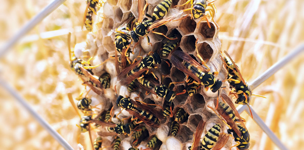 Honeycomb Wasp